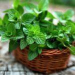 ตะกร้าใส่สะระแหน่