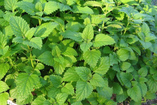 Cultiver de la menthe