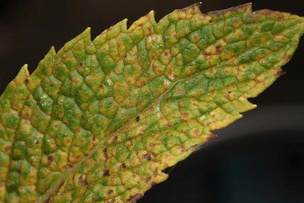 Rouille sur le pétale