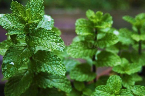 feuilles de menthe