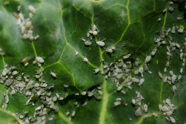 Ravageurs des plantes