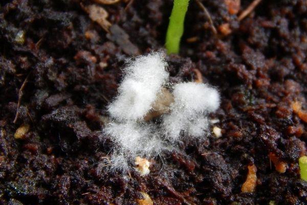 Comment lutter contre les ravageurs et traiter les maladies des courgettes en pleine terre