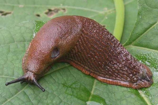 Les limaces nuisibles