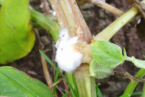 pourriture sclérotique