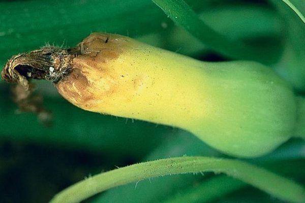 Bactériose de la courgette