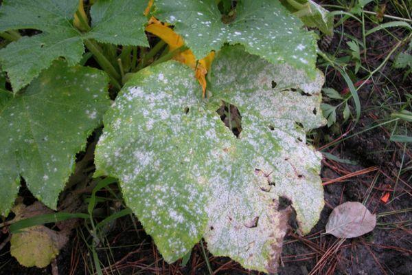 Anthracnose de la courgette
