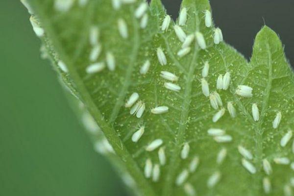 Aleurodes sur une feuille