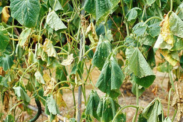 Flétrissement fusarien