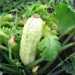 โรคซูกินี่