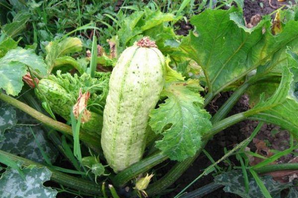 maladie de la courgette