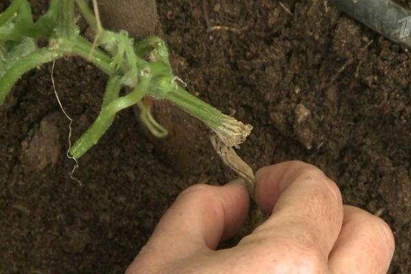 Pourriture des racines