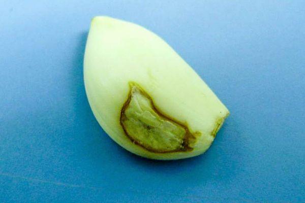 โรคเน่าเขียว