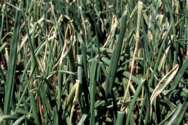 โรคราน้ำค้างบนหัวหอม