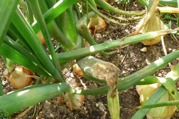 โมเสกหัวหอม