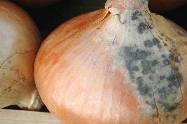 โรคเน่าดำ