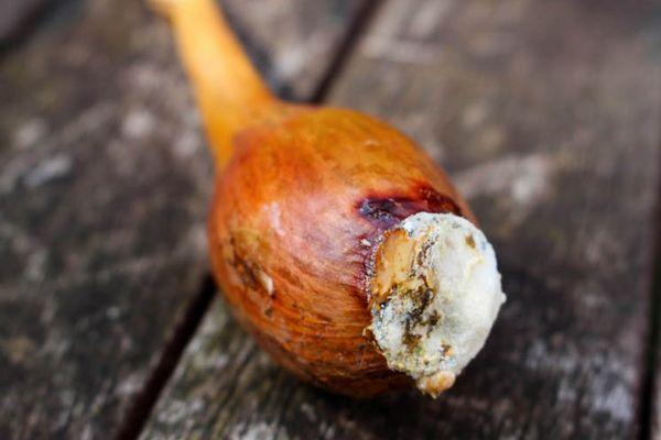 โรคเน่าจากเชื้อราฟูซาเรียม