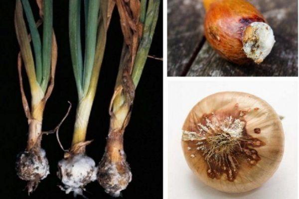 หัวหอมเน่า