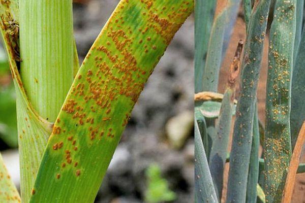 สนิมหัวหอม