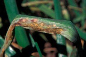 โรคหัวหอม การรักษาและการควบคุมในสวน