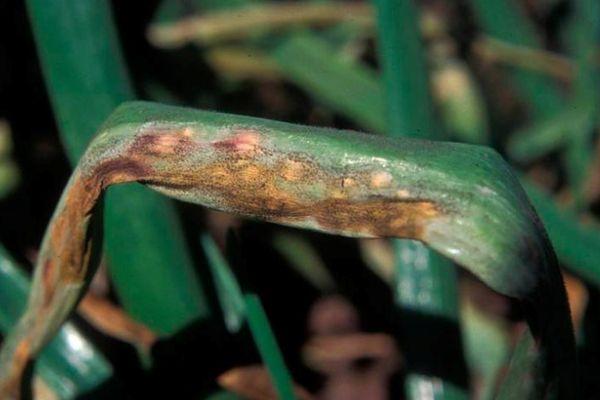 โรคราน้ำค้างบนหัวหอม