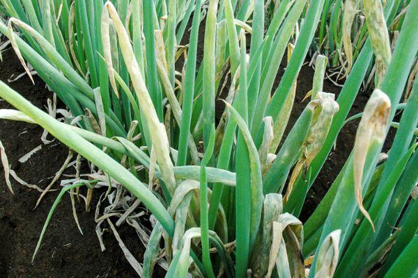 โรคหัวหอม