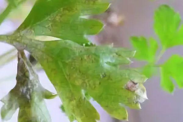 โรคราน้ำค้างในผักชีฝรั่ง