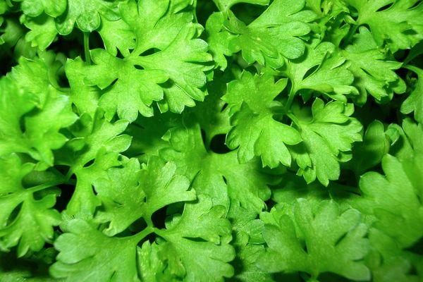 ใบผักชีฝรั่ง