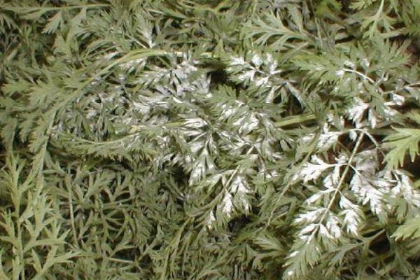 โรคราแป้ง