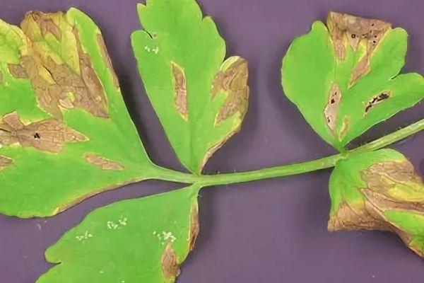 สนิมบนผักชีฝรั่ง