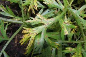 ทำไมผักชีฝรั่งจึงป่วยและเปลี่ยนเป็นสีเหลืองในสวน ต้องทำอย่างไร และจะป้องกันได้อย่างไร