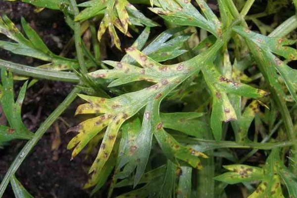 ผักชีฝรั่งเซปโทเรีย