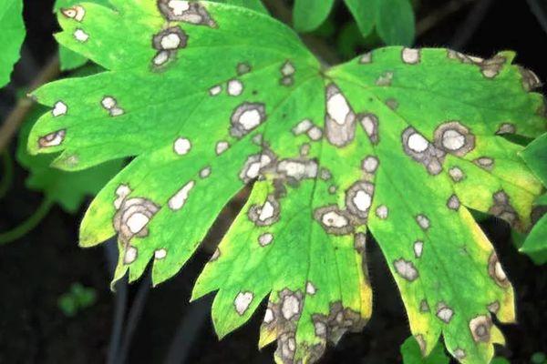 แบคทีเรียชนิดจุด