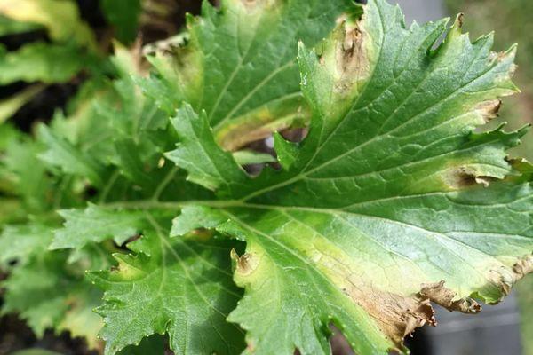 สโตลเบอร์บนผักชีฝรั่ง