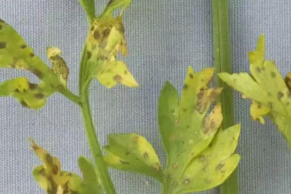 พาร์สลีย์โฟมา