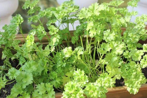 ปุรุษกะสีเหลือง