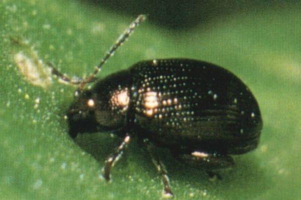 ด้วงหมัดบีท