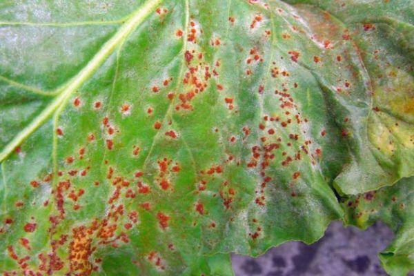 รามูลาเรียของหัวบีท