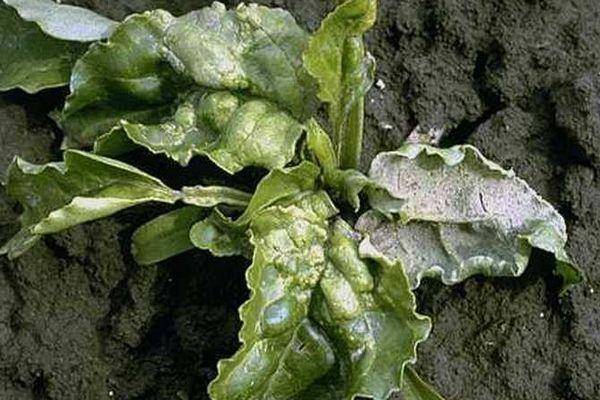 โรคราแป้ง