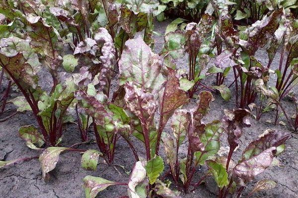 ถั่วงอกหัวบีท