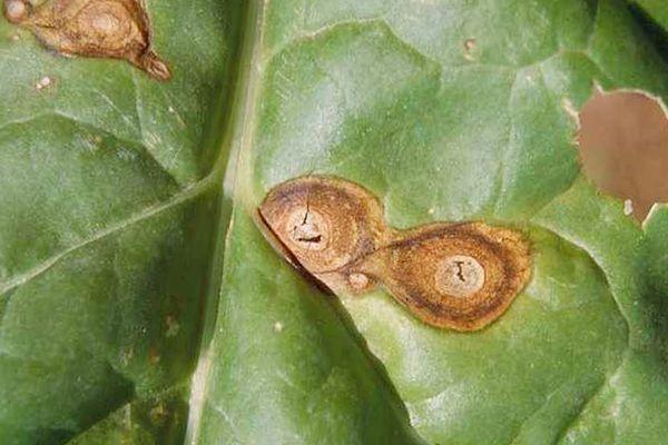 โรครากเน่าบีทรูท