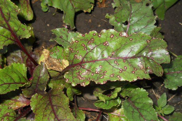 โรคราน้ำค้างในหัวบีต