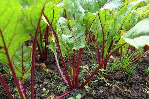 โรคกรงเน่า