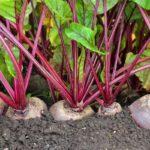 การปลูกหัวบีท