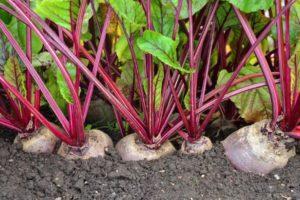 คำอธิบายโรคของหัวบีท การควบคุมและการรักษาด้วยยาและวิธีรักษาแบบพื้นบ้าน