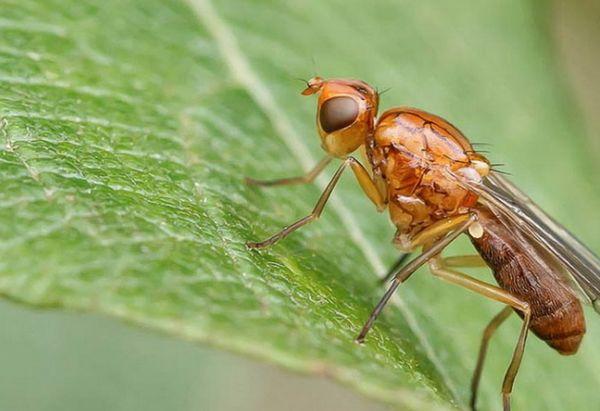 Mouche de la carotte