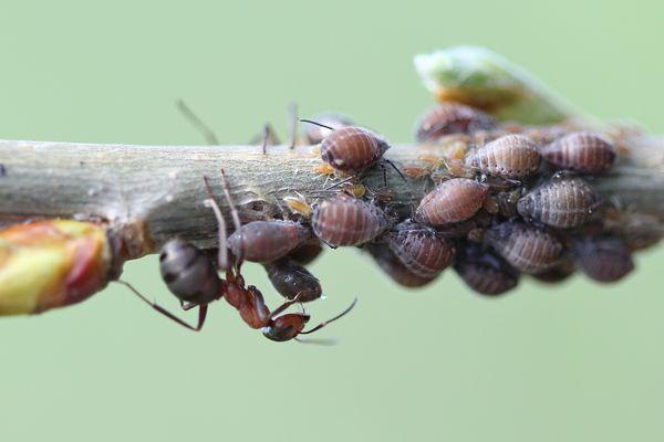 Pucerons sur une plante