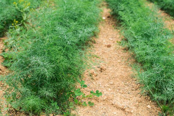 De l'aneth dans les lits