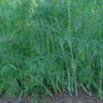 การปลูกผักชีลาว