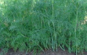 โรคและแมลงศัตรูพืชของผักชีลาวมีอะไรบ้าง และจะจัดการอย่างไร วิธีง่ายๆ