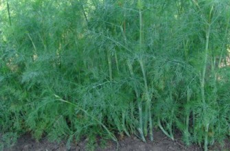 การปลูกผักชีลาว